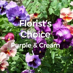 Florist Choice Purple and Cream
